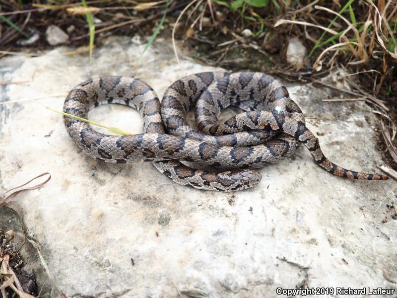 Milksnake (Lampropeltis triangulum)