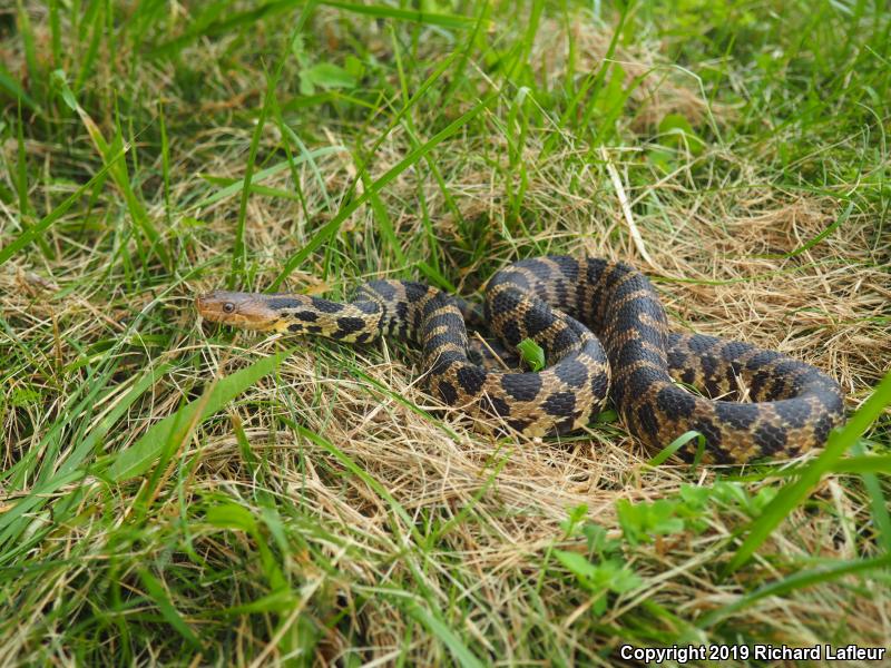 Eastern Foxsnake (Pantherophis gloydi)