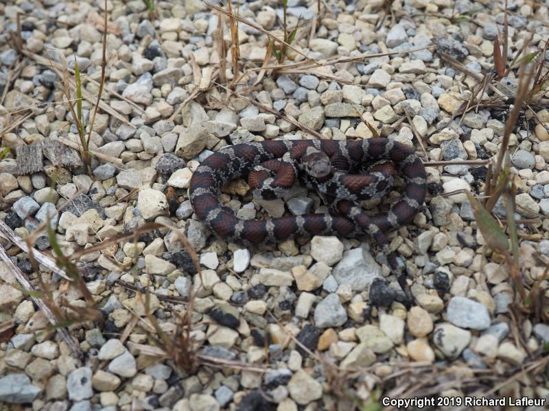 Milksnake (Lampropeltis triangulum)