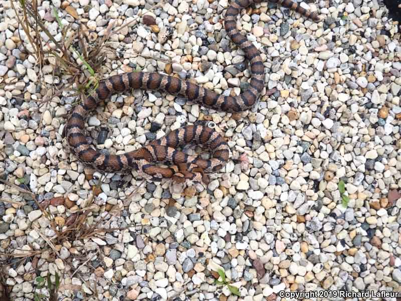 Milksnake (Lampropeltis triangulum)