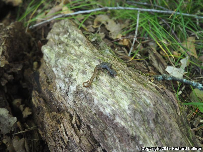 Four-toed Salamander (Hemidactylium scutatum)