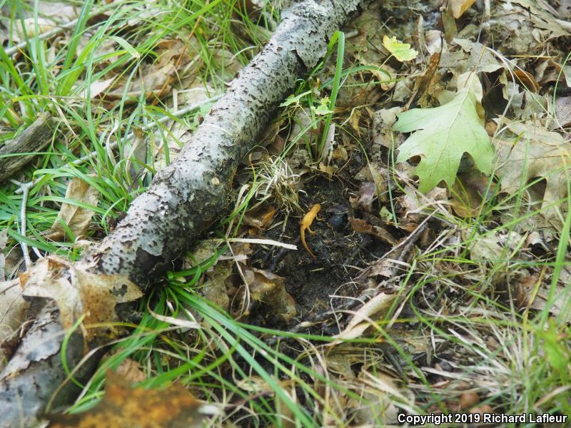 Eastern Newt (Notophthalmus viridescens)