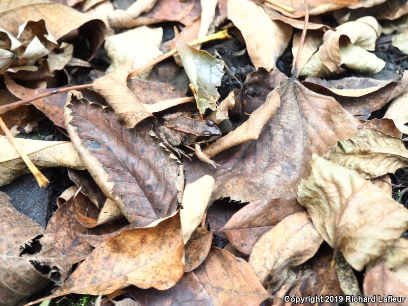 Wood Frog (Lithobates sylvaticus)