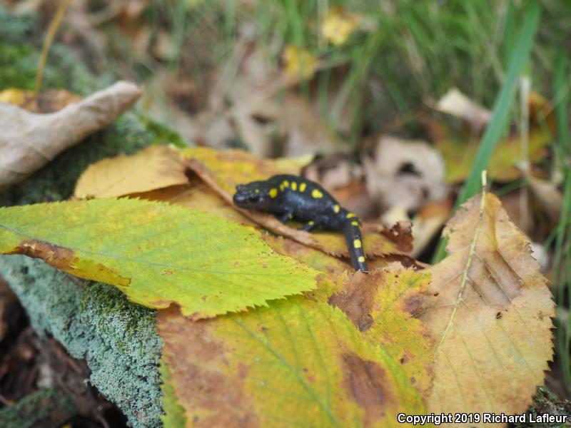 Spotted Salamander (Ambystoma maculatum)