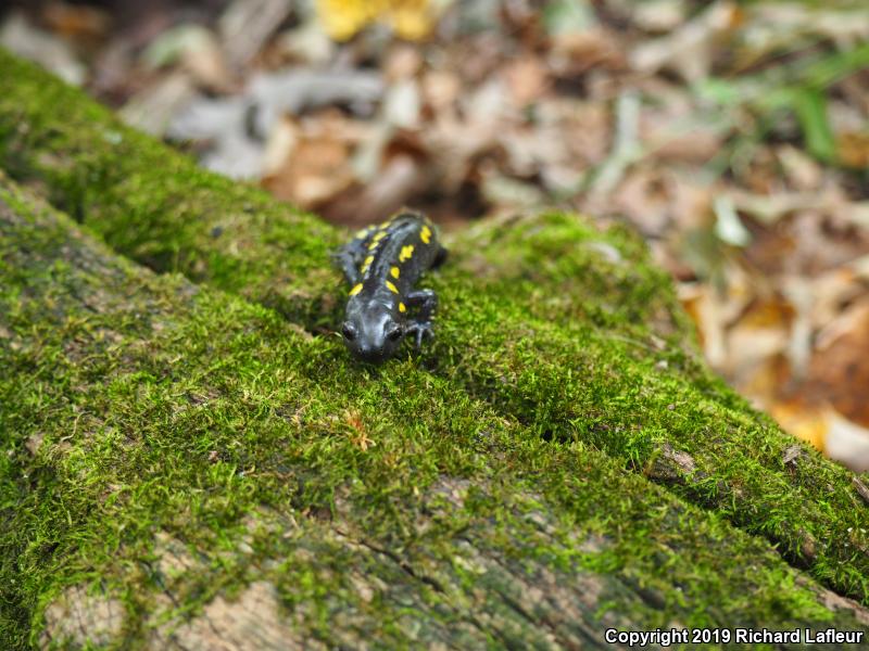 Spotted Salamander (Ambystoma maculatum)