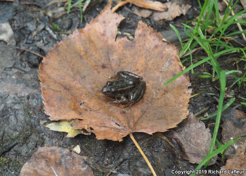 Pickerel Frog (Lithobates palustris)