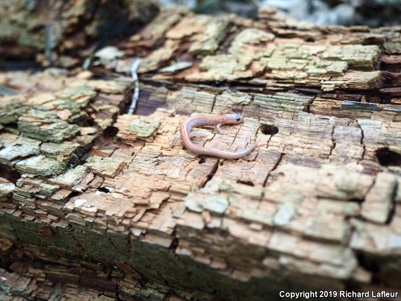 Eastern Red-backed Salamander (Plethodon cinereus)