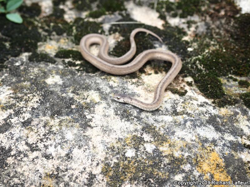 Dekay's Brownsnake (Storeria dekayi)