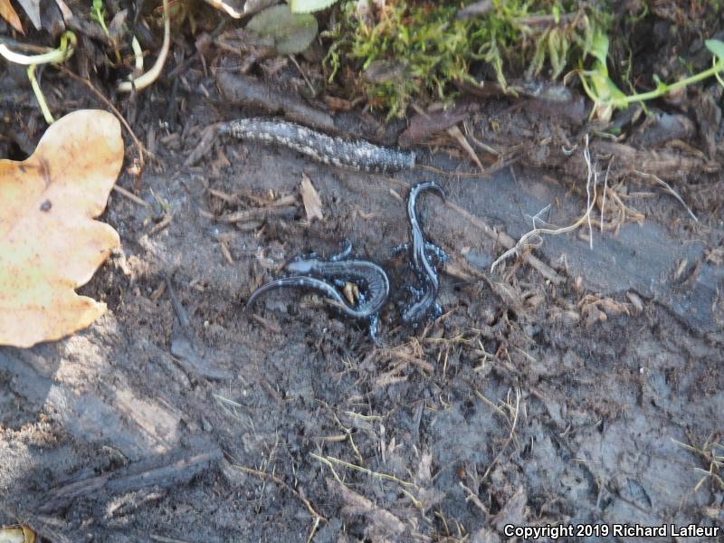 Blue-spotted Salamander (Ambystoma laterale)