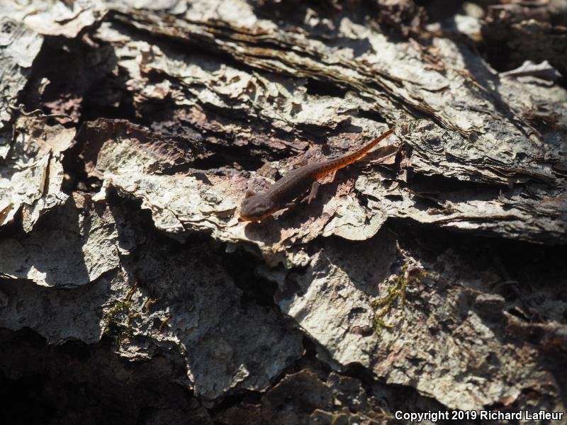 Eastern Newt (Notophthalmus viridescens)