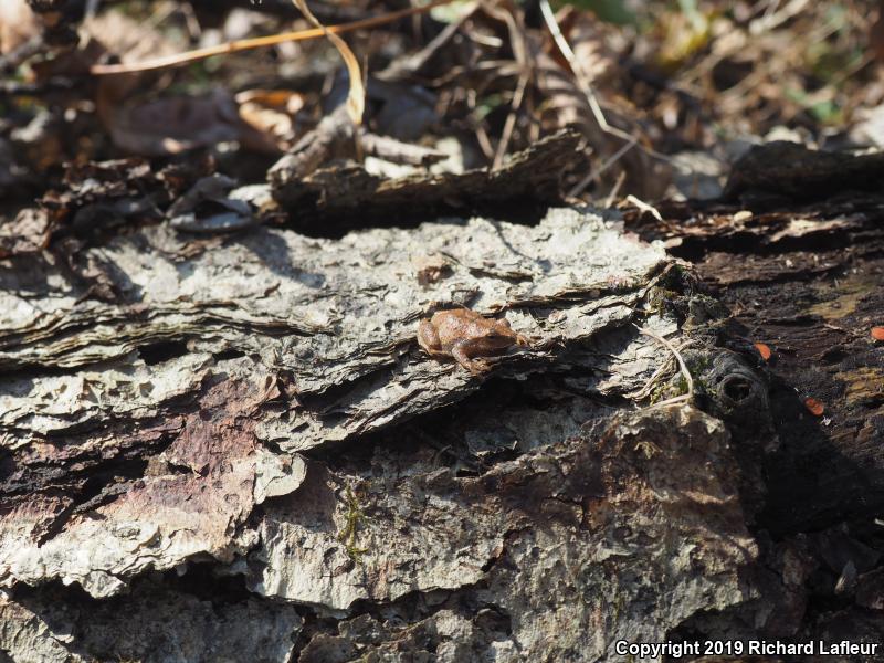 Spring Peeper (Pseudacris crucifer)