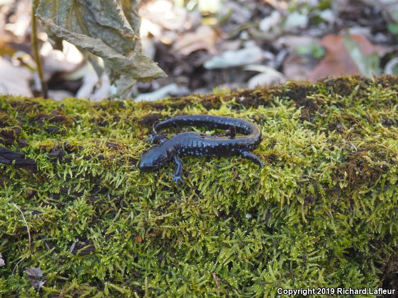 Blue-spotted Salamander (Ambystoma laterale)