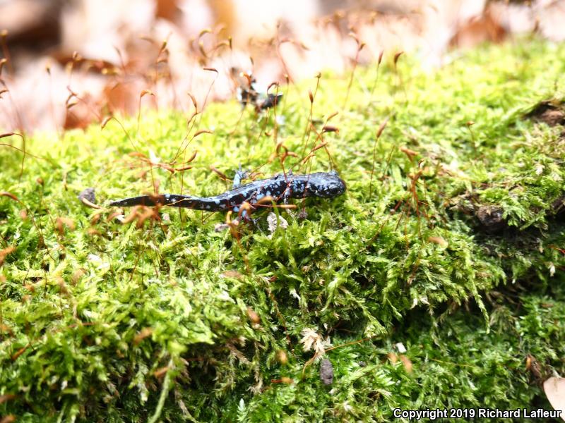 Blue-spotted Salamander (Ambystoma laterale)