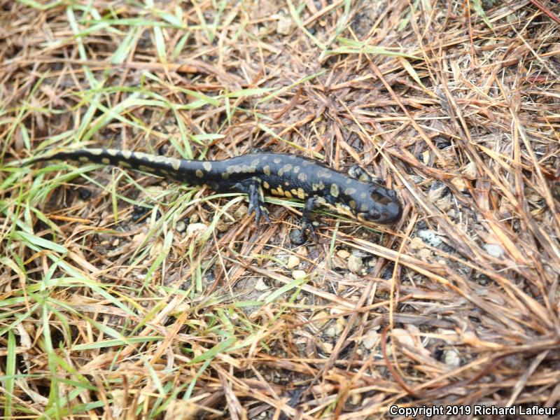 Eastern Tiger Salamander (Ambystoma tigrinum)