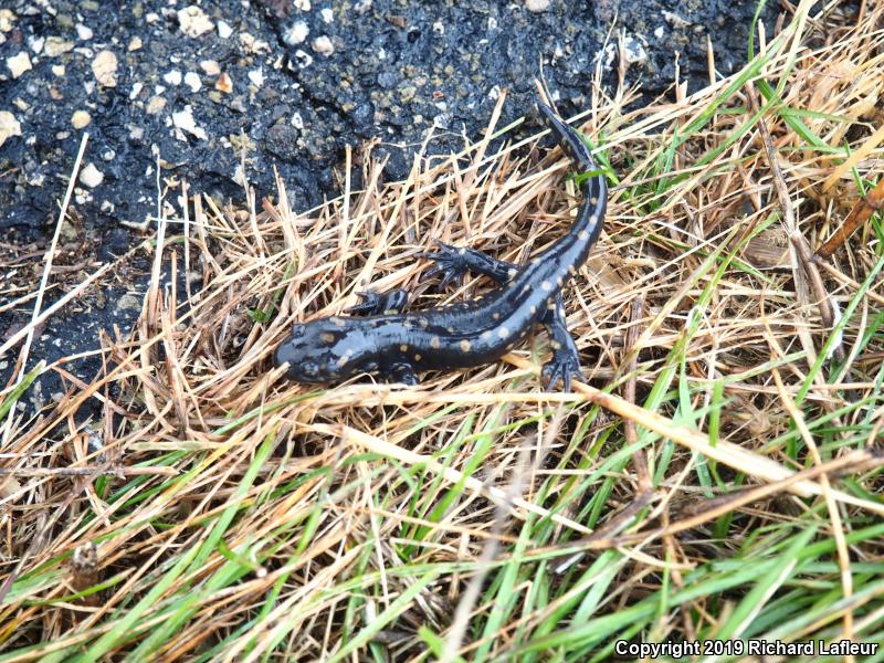 Eastern Tiger Salamander (Ambystoma tigrinum)