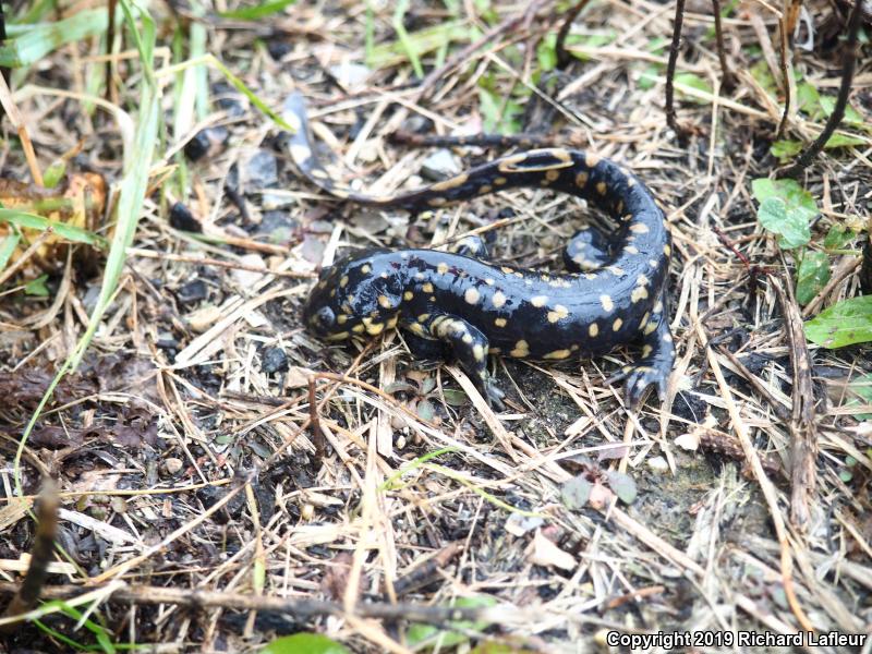 Eastern Tiger Salamander (Ambystoma tigrinum)