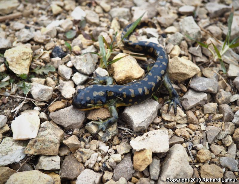 Eastern Tiger Salamander (Ambystoma tigrinum)