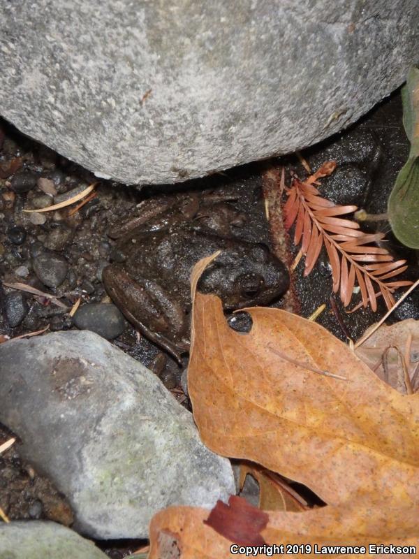 Foothill Yellow-legged Frog (Rana boylii)