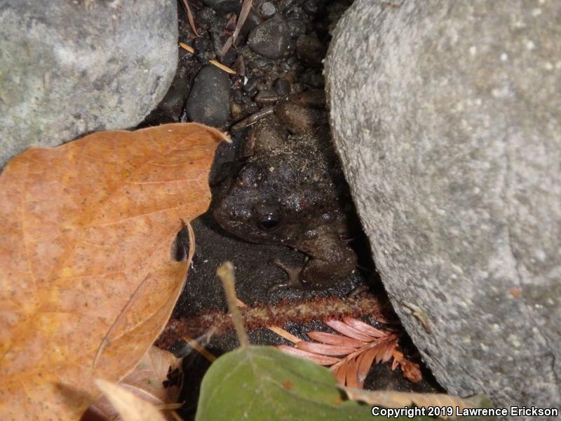 Foothill Yellow-legged Frog (Rana boylii)