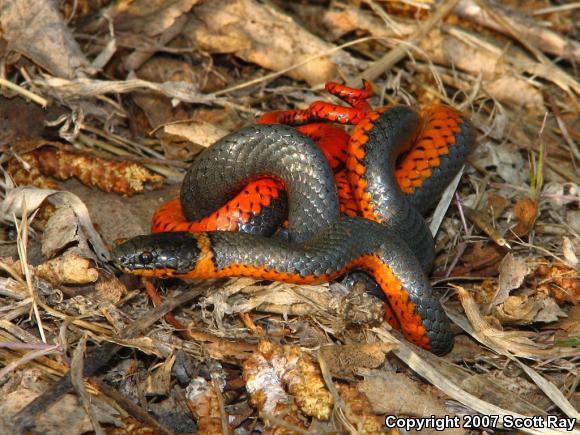 Northwestern Ring-necked Snake (Diadophis punctatus occidentalis)