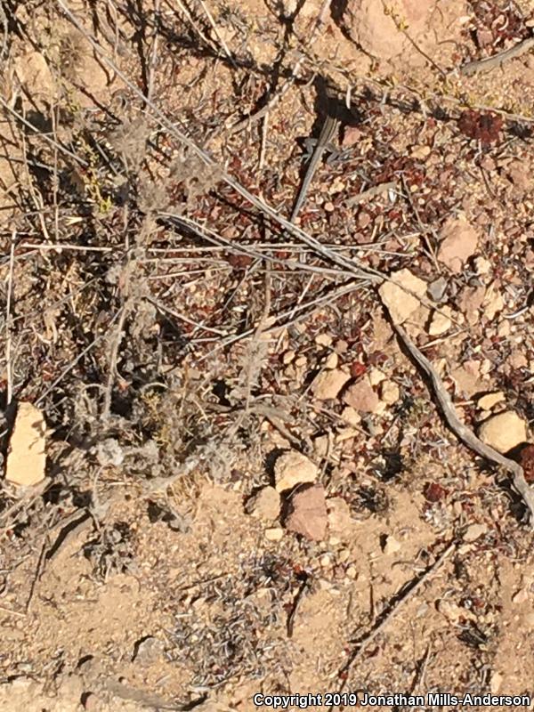 Belding's Orange-throated Whiptail (Aspidoscelis hyperythra beldingi)