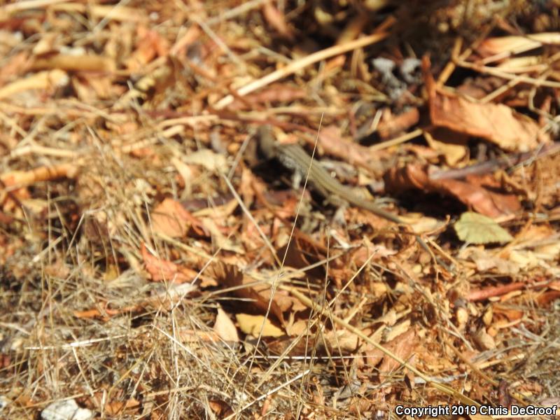 Coastal Whiptail (Aspidoscelis tigris stejnegeri)