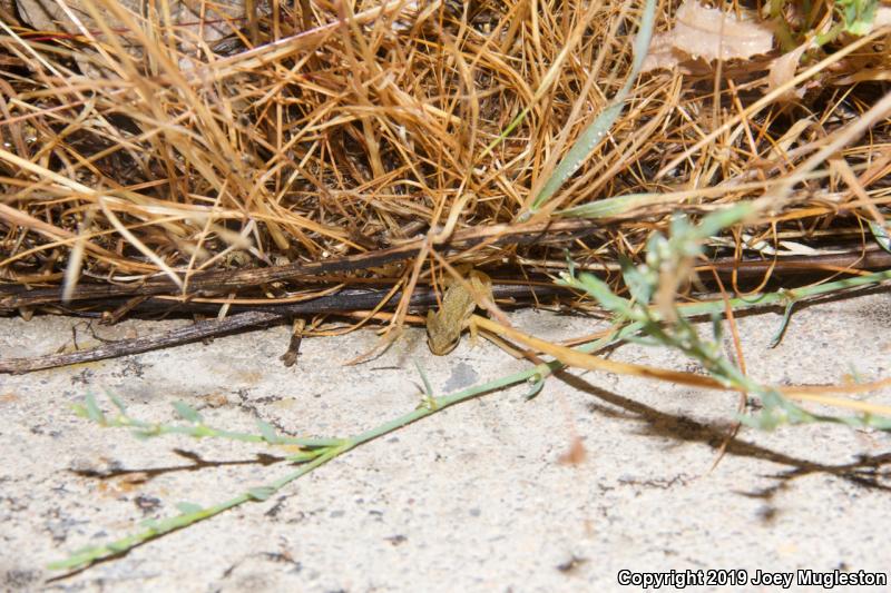 Boreal Chorus Frog (Pseudacris maculata)