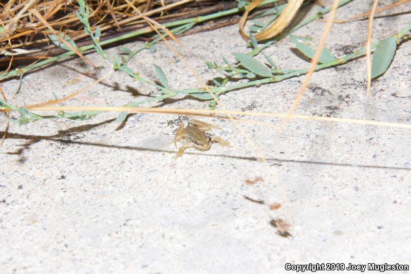 Boreal Chorus Frog (Pseudacris maculata)