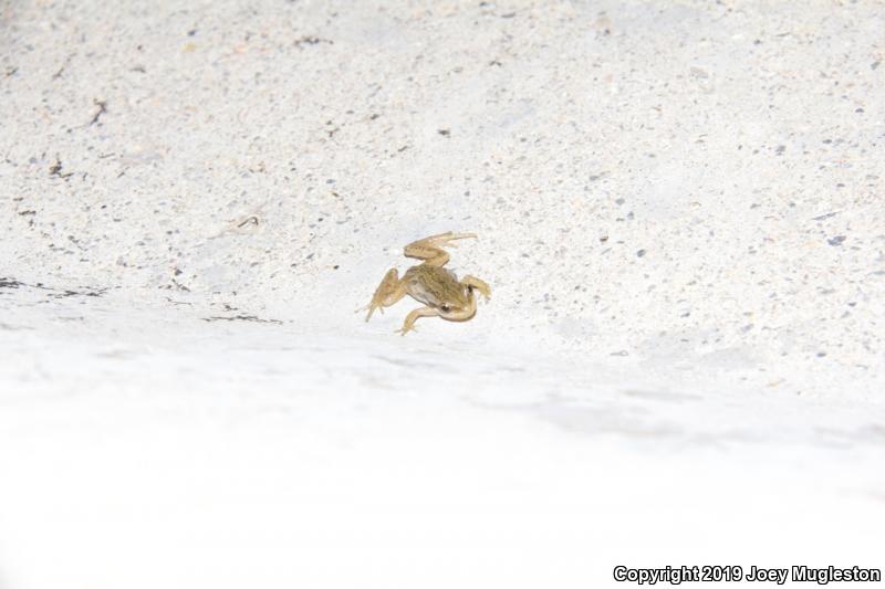 Boreal Chorus Frog (Pseudacris maculata)