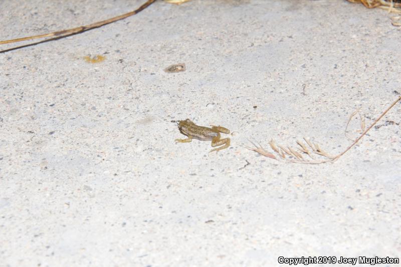 Boreal Chorus Frog (Pseudacris maculata)