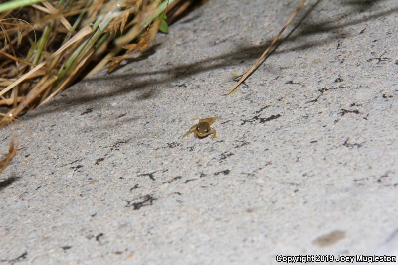 Boreal Chorus Frog (Pseudacris maculata)