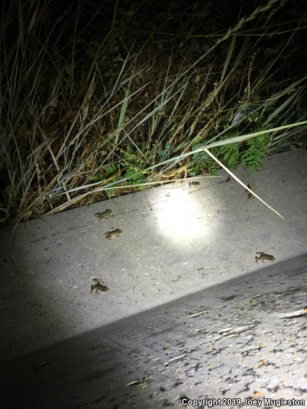 Boreal Chorus Frog (Pseudacris maculata)