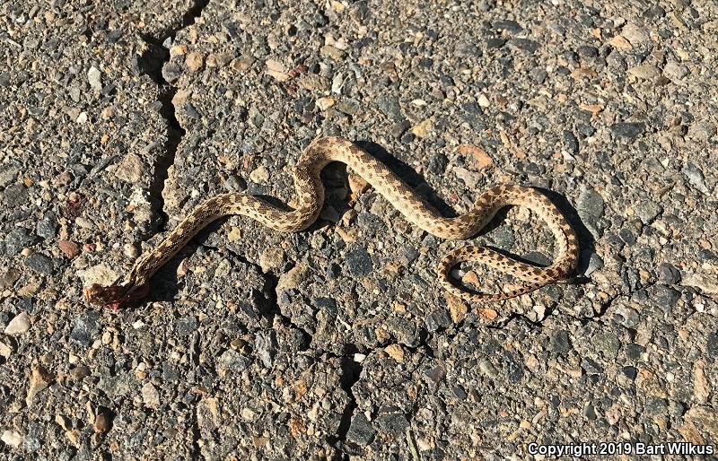 Pacific Gopher Snake (Pituophis catenifer catenifer)