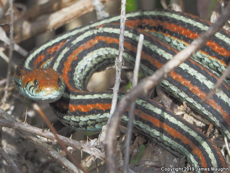 San Francisco Gartersnake (Thamnophis sirtalis tetrataenia)