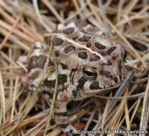 Fowler's Toad (Anaxyrus fowleri)