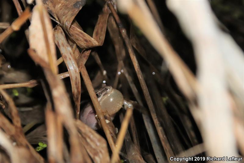 Western Chorus Frog (Pseudacris triseriata)