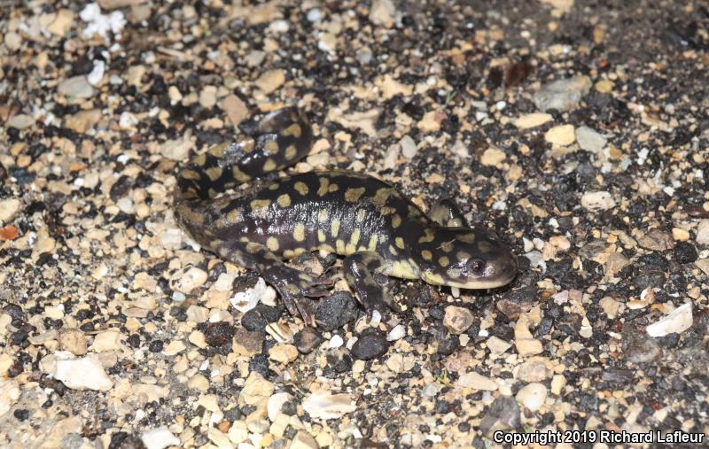 Eastern Tiger Salamander (Ambystoma tigrinum)