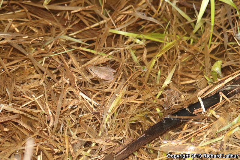 Western Chorus Frog (Pseudacris triseriata)