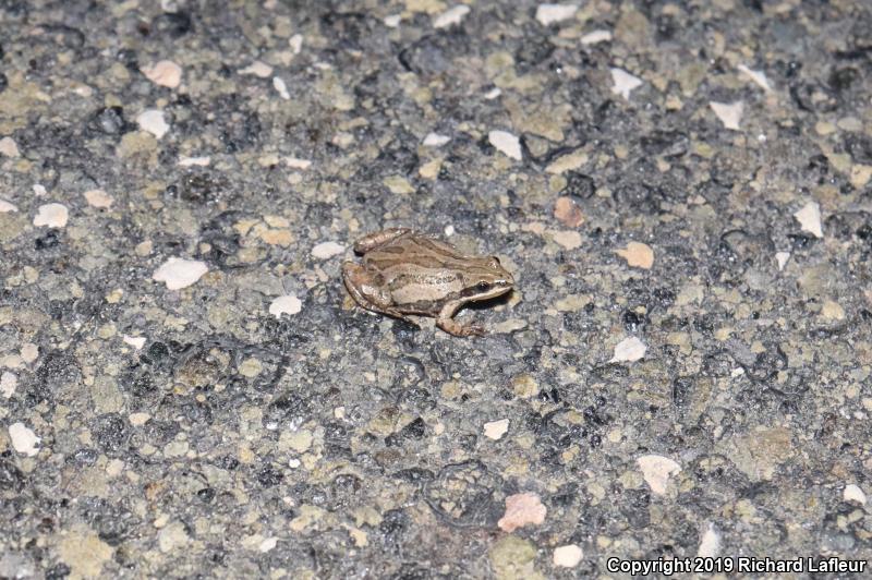 Western Chorus Frog (Pseudacris triseriata)