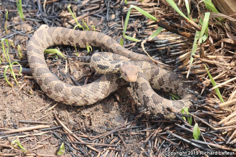 Eastern Foxsnake (Pantherophis gloydi)