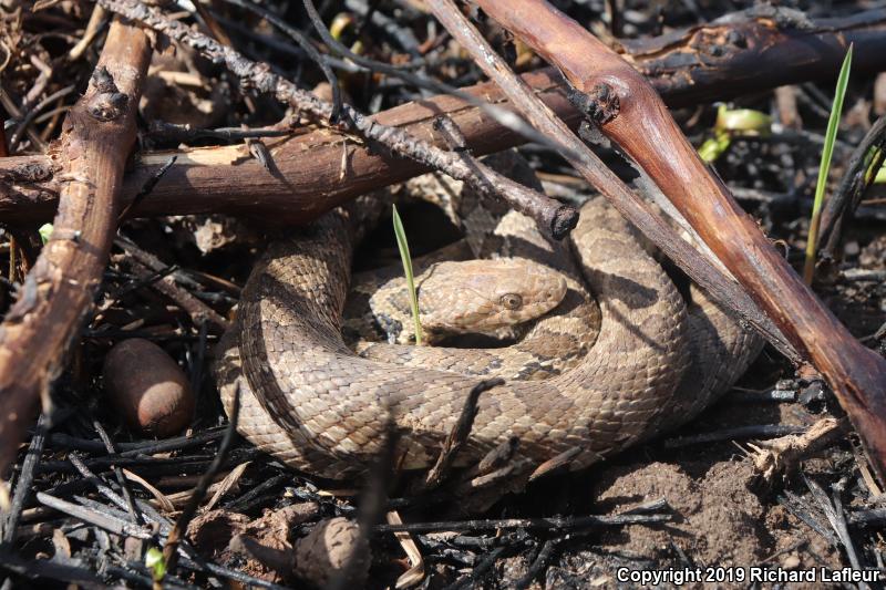 Eastern Foxsnake (Pantherophis gloydi)