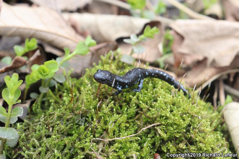 Blue-spotted Salamander (Ambystoma laterale)