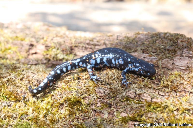 Blue-spotted Salamander (Ambystoma laterale)