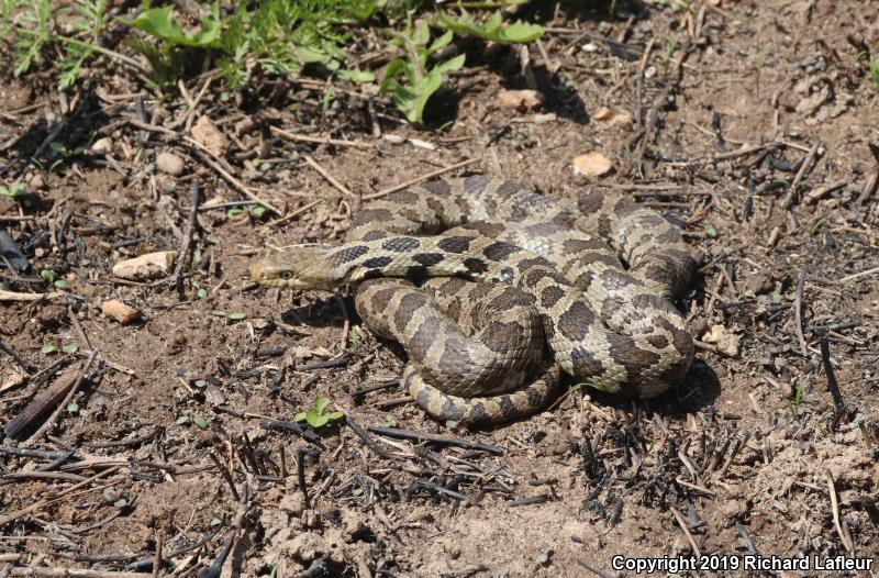 Eastern Foxsnake (Pantherophis gloydi)