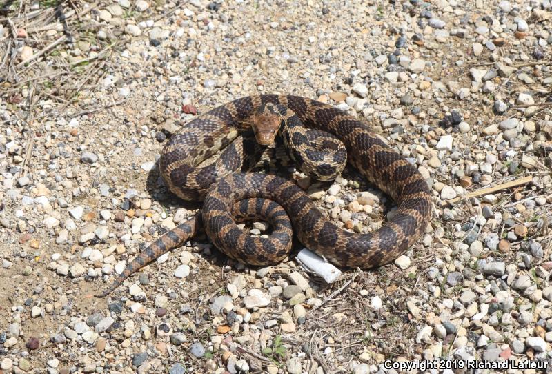 Eastern Foxsnake (Pantherophis gloydi)