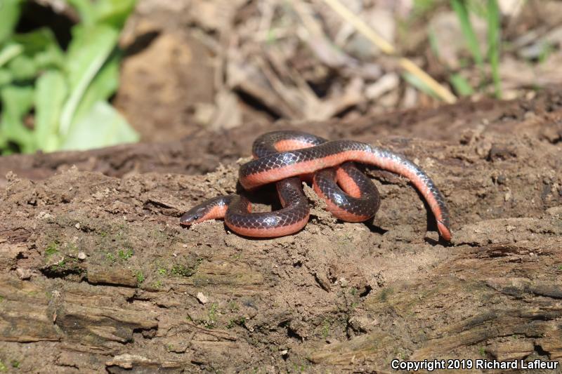 Western Wormsnake (Carphophis vermis)