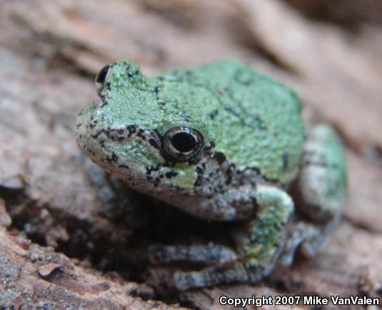 Gray Treefrog (Hyla versicolor)