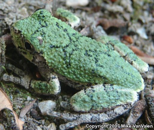 Gray Treefrog (Hyla versicolor)