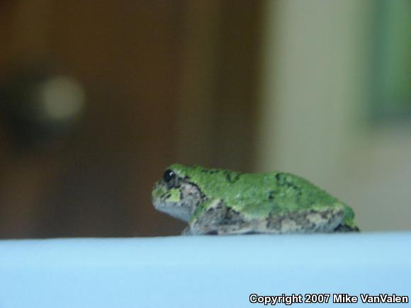 Gray Treefrog (Hyla versicolor)