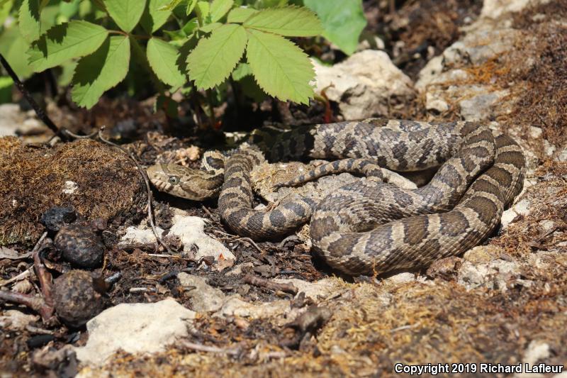 Eastern Foxsnake (Pantherophis gloydi)